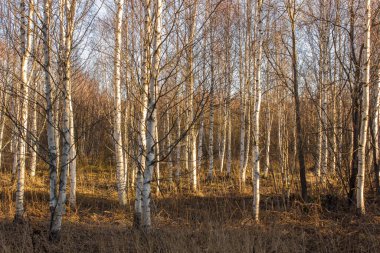 Altın ışıkta huş ağacı ormanı