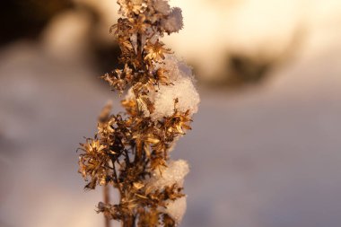 Noel hediyesini açarken kapat.