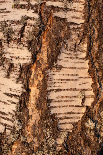 Detailní Záběr Velkou Trhlinu Kůře — Stock fotografie