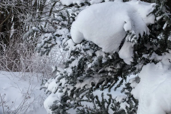 Nahaufnahme Auf Schneebedeckter Tanne Winter — Stockfoto