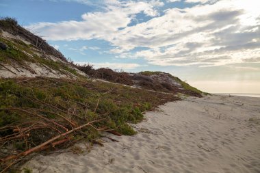 Kum tepeciklerini erozyondan koruyorum. Kıyı tahkimatı