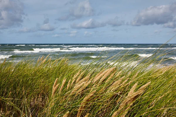 Oreilles Mûres Herbe Sur Rivage Concentration Sélective — Photo