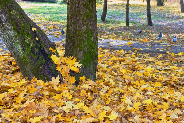 Fallen leaves of a maple in the autumn park