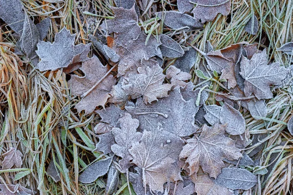 Fallen autumn leaves covered with frost. Winter