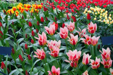 Bahçede çok renkli laleler açıyor.