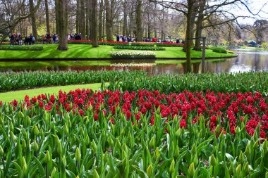 Keukenhof, Hollanda - 13 Mart 2019. Çiçek çayırı ve park göleti
