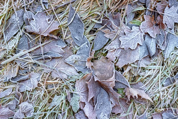 Fallen autumn leaves covered with frost. Hello winter