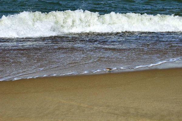 Woodcock recoge camarones en la orilla del mar, en la línea de olas —  Fotos de Stock