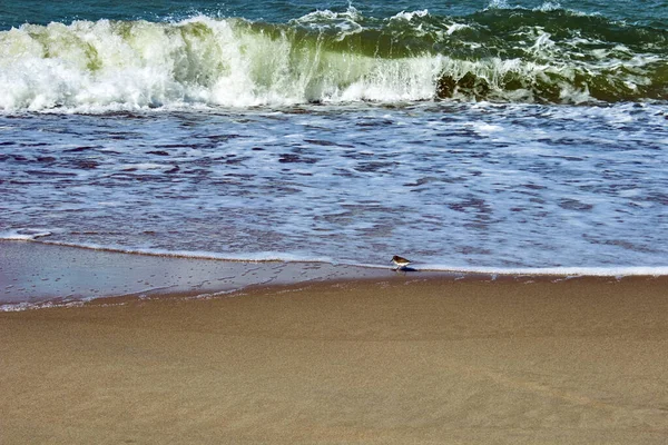 Woodcock verzamelt garnalen aan de kust, op de golflijn — Stockfoto