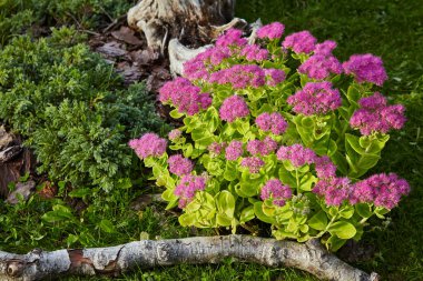 Blooming purple sedum in the garden bed in the garden