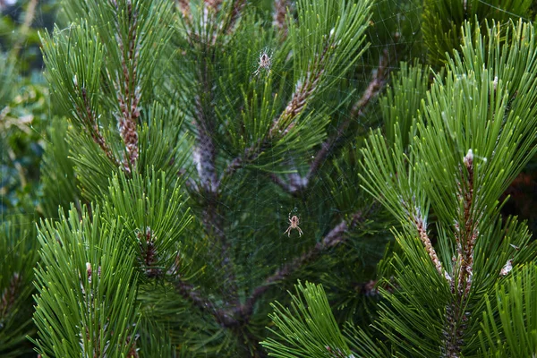 Spiders Web Entwined Pine Branches Selective Focus — Stock Photo, Image