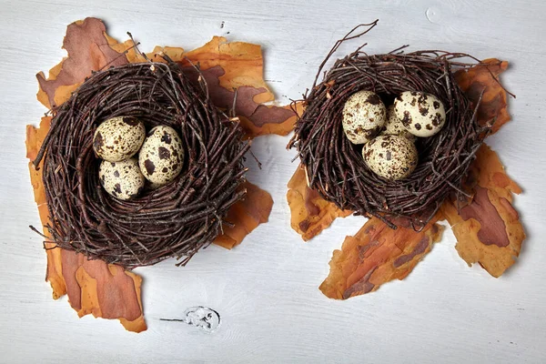 Süslü Yuvalardaki Bıldırcın Yumurtaları Bir Çam Ağacının Kabuğunda Beyaz Tahta — Stok fotoğraf