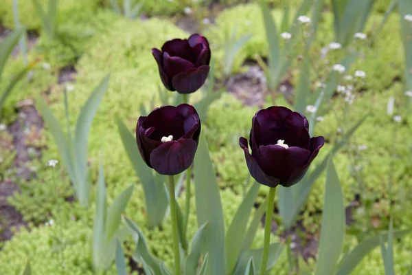 Tres tulipanes de color burdeos oscuro en un césped verde — Foto de Stock