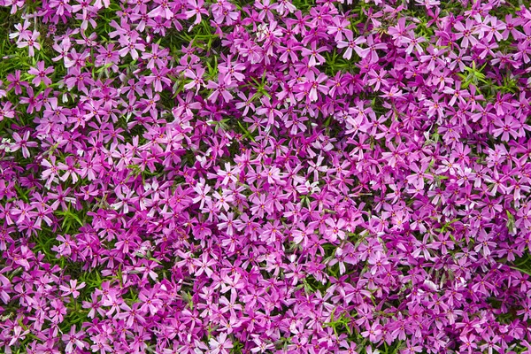 A flower bed with bright pink subulate phloxes — Stock Photo, Image