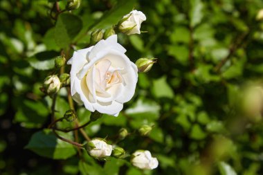 Bud of a white cream rose against a background of green bushes