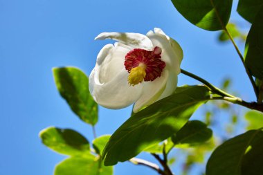 Blooming magnolia flower against the blue sky