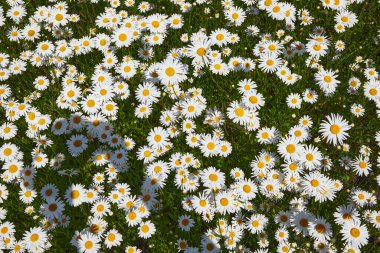 Lots of daisies in a green meadow. Camomile field