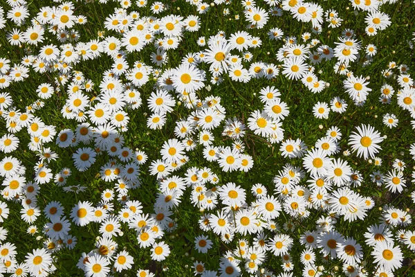 Muitas margaridas num prado verde. Campo de camomila — Fotografia de Stock