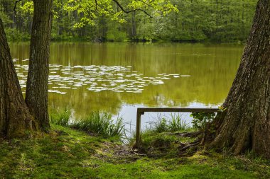 Resimli bir gölün kıyısındaki ağacın altında el yapımı ahşap bir bank.