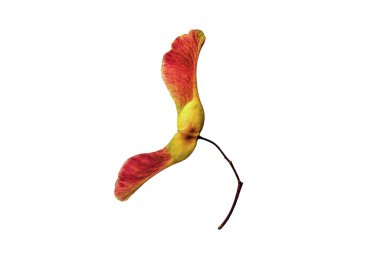 Beyaz arka planda izole edilmiş bir akçaağaç tohumu sürüsü. Sonbahar konsepti