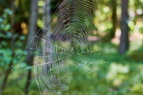 Thick Cobweb Background Sunny Forest — Stock Photo, Image