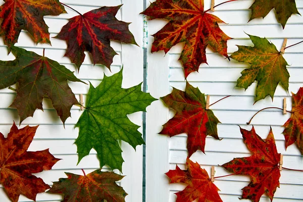 Outono caído folhas de bordo são penduradas em espinhas de roupa — Fotografia de Stock