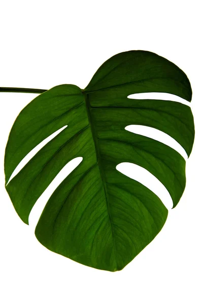 Folha Monstera Verde Fresca Isolada Sobre Fundo Branco — Fotografia de Stock