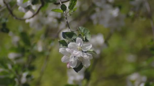 Flor Primavera Florescente Ramo Árvore Maçã Close — Vídeo de Stock