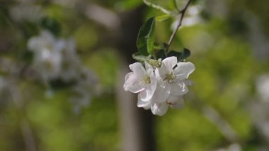 Elma ağacının dallarında açan bahar çiçekleri rüzgarla savruluyor..