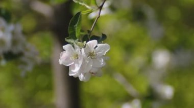 Elma ağacının dallarında açan güzel bahar çiçekleri.
