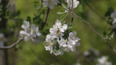  Bulanık bir arkaplanda, elma ağacının dallarında açan güzel çiçekler.