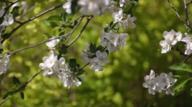 Bulanık arka planda çiçekli elma dalları
