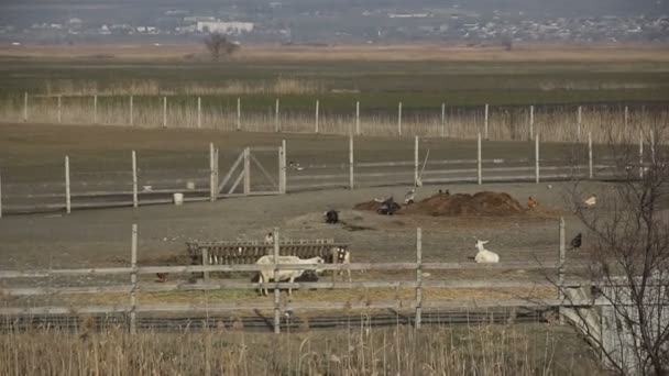 Hayvanlı Küçük Bir Çiftlik Kasabanın Arka Planında Bir Kuş — Stok video