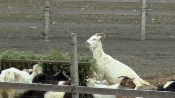 Kozy Jedí Trávu Farmě Venku — Stock video