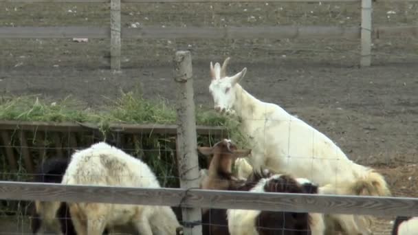 Kozy Jedí Vojtěšku Farmě Venku — Stock video