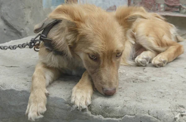 Demir zincirle bağlanmış, üzgün, kahverengi bir köpeğin portresi.