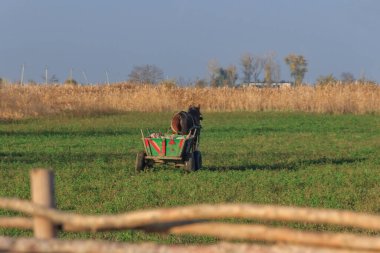 At, tarlaya bakan bir arabaya bağlandı..