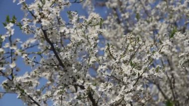 Beyaz çiçeklerle dolu bahar ağacı ve gökyüzüne karşı arılar.