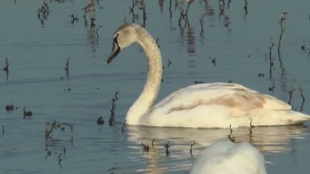 一只小天鹅正在湖中清理它的翅膀 — 图库视频影像