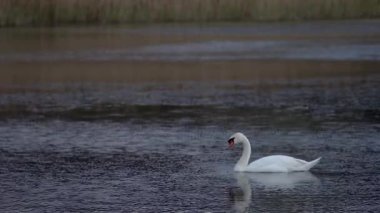 Kuğu gölden yemek yer.