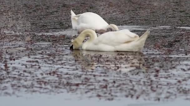 Zwaan Duikt Het Water Voor Een Maaltijd Naast Zijn Familie — Stockvideo