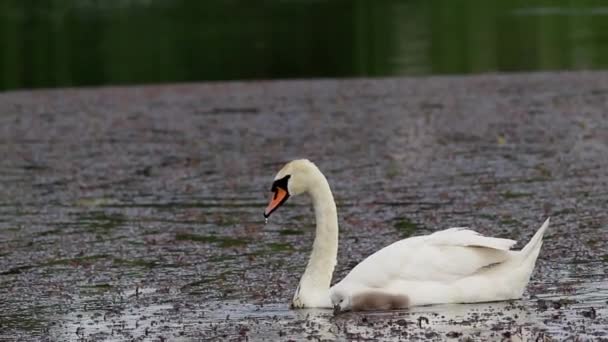 Cygne Avec Petits Cygnes Nage Dans Lac Été — Video