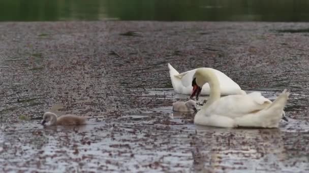 Сім Лебедів Плаває Літньому Озері — стокове відео