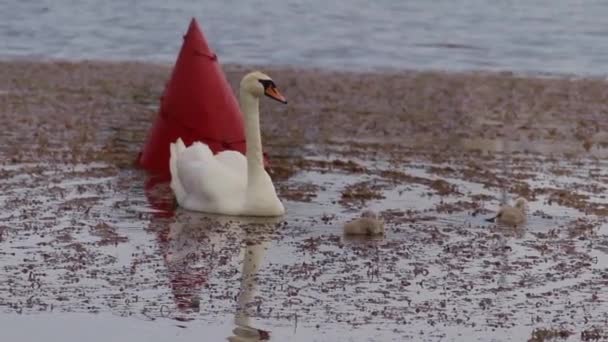 Svanen Med Små Svanar Simmar Nära Bojen — Stockvideo