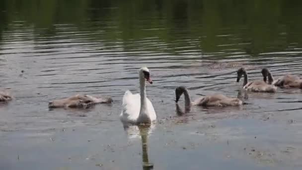 Jong Zwanen Zwemmen Met Mam — Stockvideo