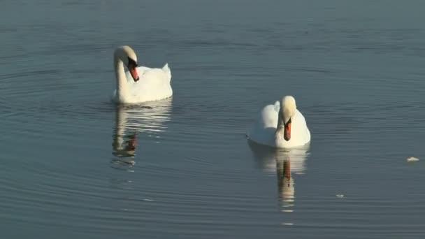 2羽の白鳥が湖で泳いで食べます — ストック動画