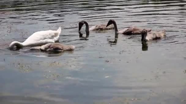 Genç Kuğular Annelerinin Yanında Yiyorlar — Stok video