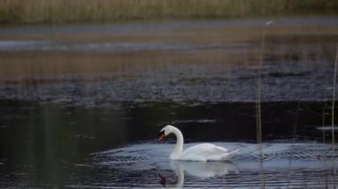  Zarif kuğu kuyruğu ve kafasıyla sallanıyor.