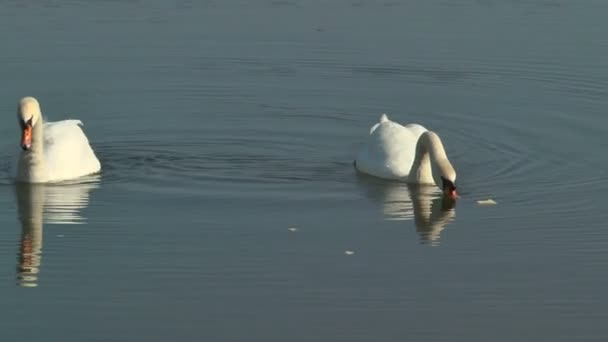 Par Cisnes Nadar Lago Comer Pão — Vídeo de Stock