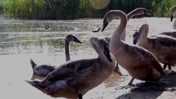 Young Graceful Swans Shore Summer Lake — Stock Video